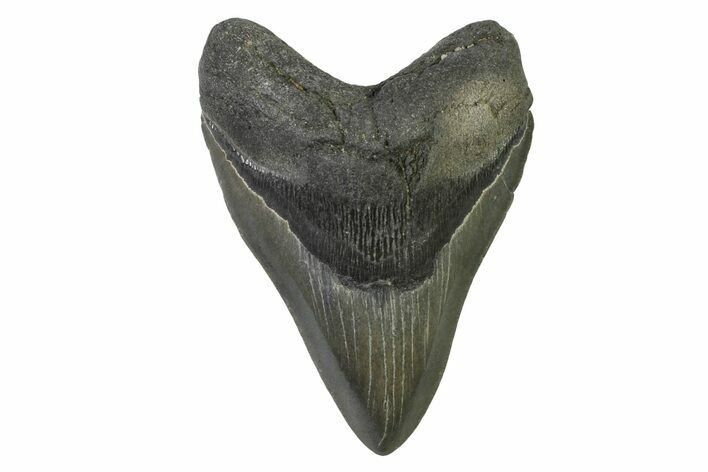 Beautiful Fossil Megalodon Tooth - Georgia #338659